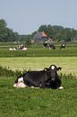 Koe in Fries weidelandschap van Fonger de Vlas thumbnail