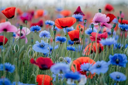 Een levendig veld van papavers en korenbloemen