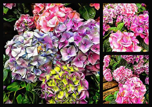 Prachtige hortensia's Collage 2