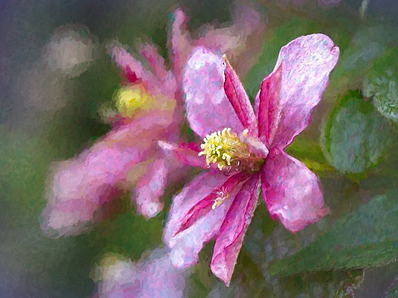 Clematis van Rob Boon