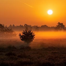 Nebliger Sonnenaufgang von Sander van Gorp