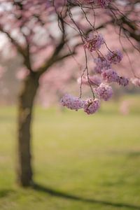 Japanische Kirschblüte