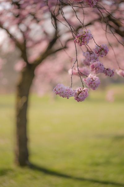 Japanese cherry blossom by Moetwil en van Dijk - Fotografie