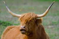 Schotse Hooglander natuurgebied Lentevreugd