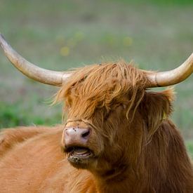 Schotse Hooglander natuurgebied Lentevreugd van Brenda Vredeveld