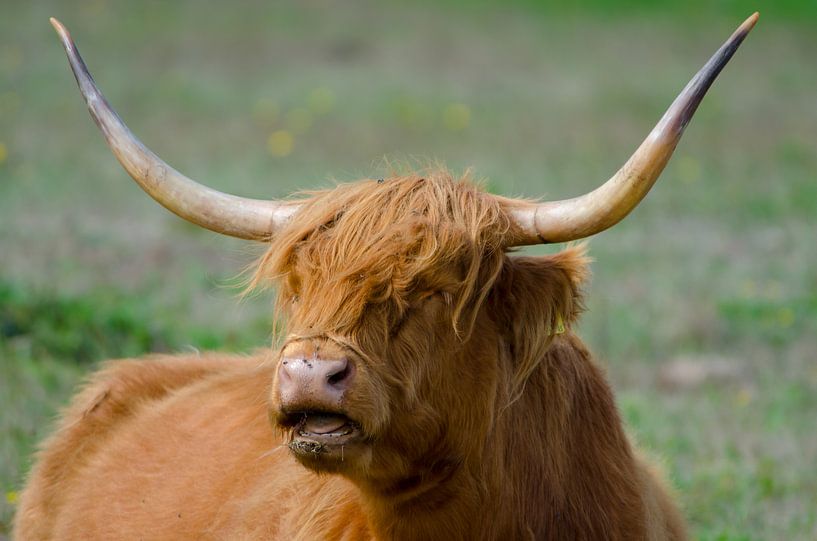 Schotse Hooglander natuurgebied Lentevreugd von Brenda Vredeveld