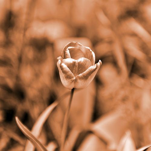 Tulp in een warme aardetint