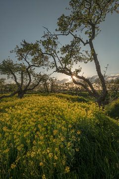 Grillige fruitbomen tussen koolzaad van Moetwil en van Dijk - Fotografie