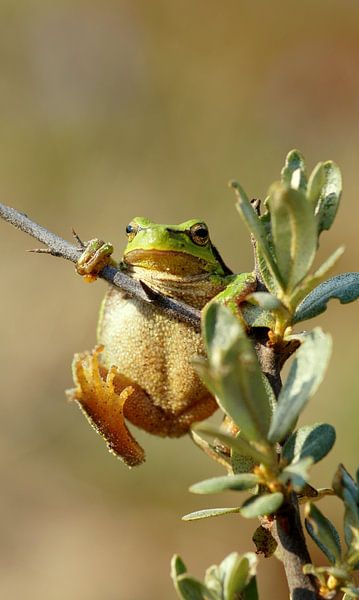 Hang on par Marlies van den Hurk Bakker