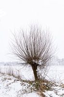 Pollerweide im Schnee, Winterlandschaft