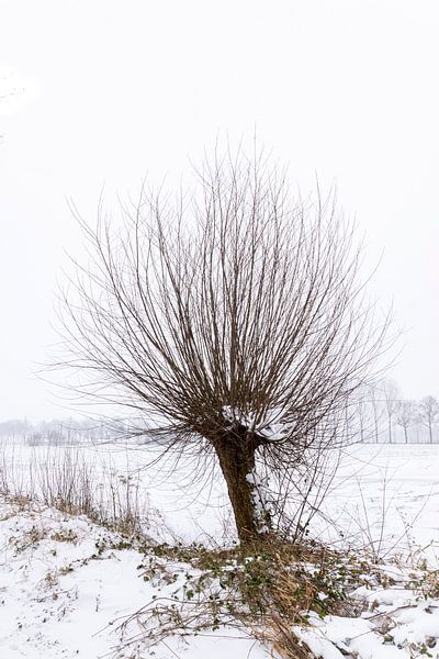 Knotwilg in de sneeuw, winterlandschap van Lieke van Grinsven van Aarle