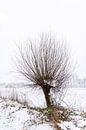 Knotwilg in de sneeuw, winterlandschap van Lieke van Grinsven van Aarle thumbnail