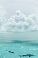 Haifischverseuchte Gewässer