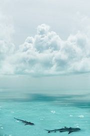 Shark Infested Waters by Jacky