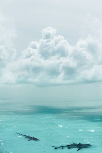 Eaux infestées de requins