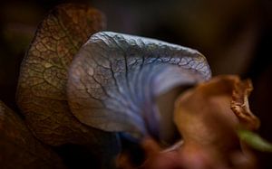 Geschwungene Blütenblätter einer Hortensie, Hydrangea