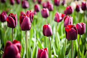 Feld mit burgunderroten Tulpen in Blüte