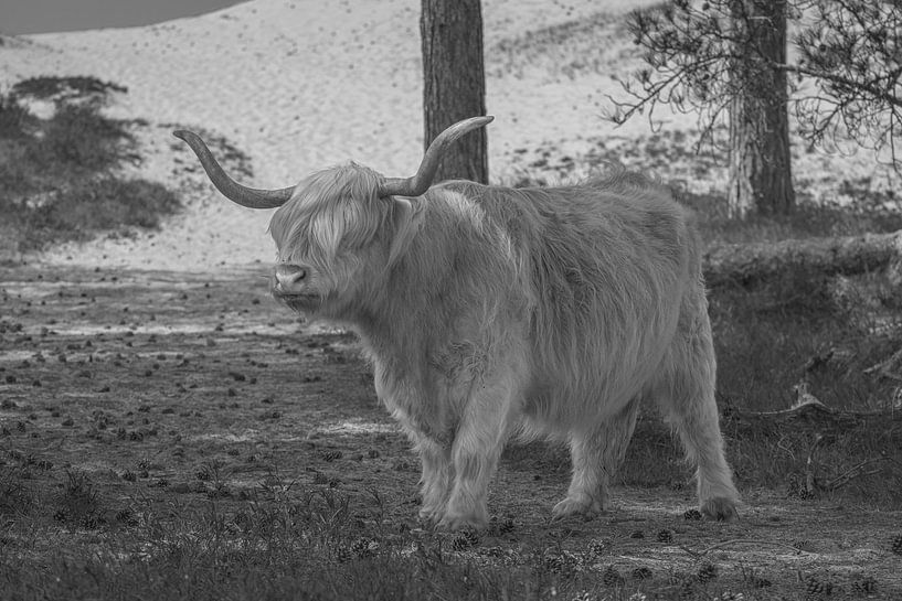 Schottischer Highlander in den Kennemer Dünen von Peter Bartelings