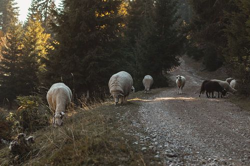 Grazende schapen naast een grindweg