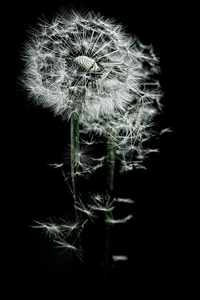 Waar de wind waait waaien mijn zaadjes van Marlies Prieckaerts