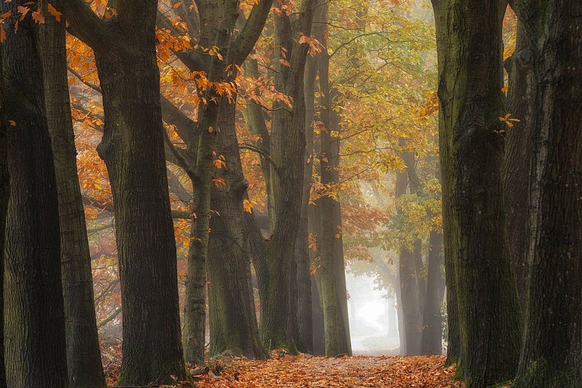 Bomenrij met herfstkleuren  van Jenco van Zalk