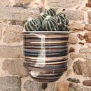 Cactus in striped pot on wall in Spain by Sandra Hogenes thumbnail