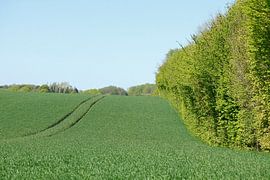 Acker, Eutin von Torsten Krüger