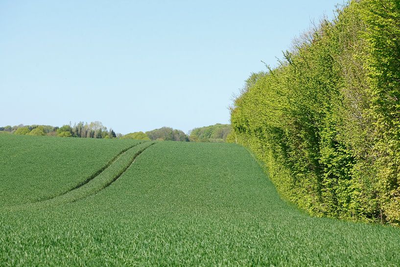 Field, Eutin by Torsten Krüger