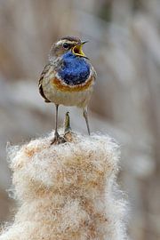 Bluethroat