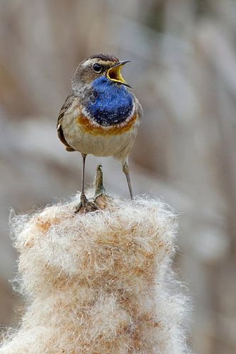 Bluethroat