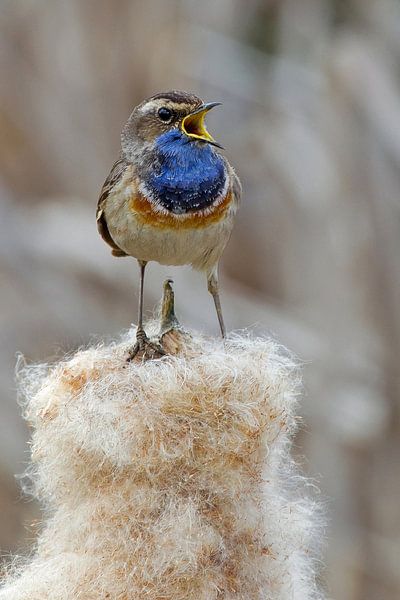 Blaukehlchen von Peter Deschepper