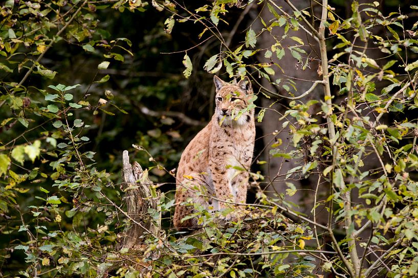 Lynx van Anneke Kroonenberg