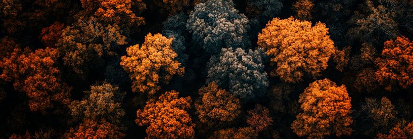 Herbstwald Farbenspiel von Poster Art Shop