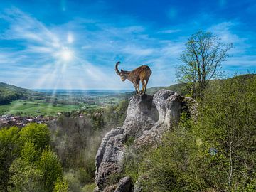 Chèvre de montagne sur un rocher sur Animaflora PicsStock