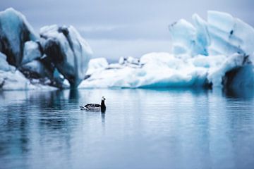 Barnacle goose on glacier lake Jökulsárlón in Iceland by Yvette Baur