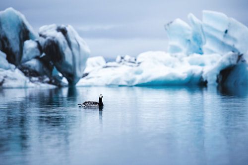 Oie bernache sur le lac glaciaire Jökulsárlón en Islande sur Yvette Baur