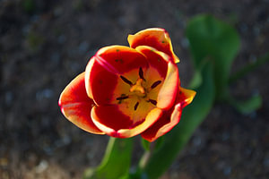 De rode Tulp met een zacht geel randje