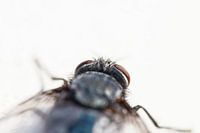 The fly