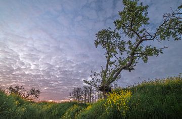 Grillige fruitboom hoog boven het koolzaad