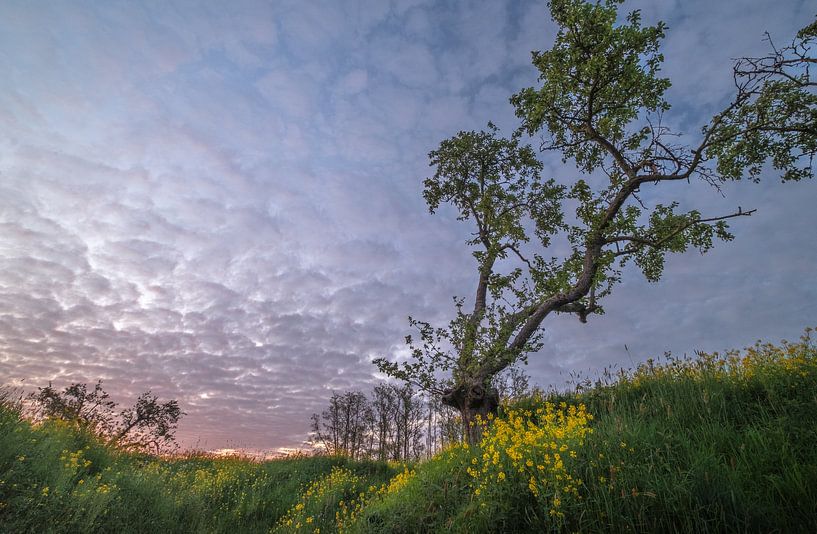 Whimsical fruit tree high above the rapeseed by Moetwil en van Dijk - Fotografie