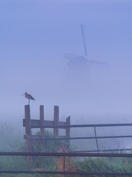 Alphen aan den Rijn - Molenviergang Aarlanderveen - Grutto par Frank Smit Fotografie