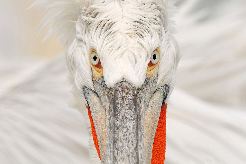 Krauskopfpelikan Porträt von Harry Eggens