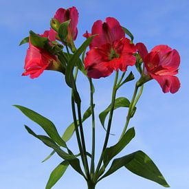 Rode pracht onder een heldere hemel ( Peruviaanse lelie ) van Jose Lok