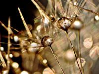 Pusteblume Golden Touch