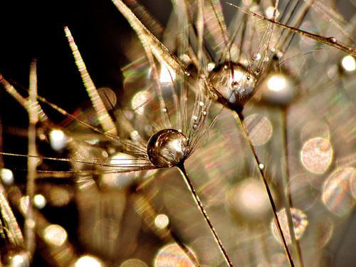 Pusteblume Golden Touch von Julia Delgado