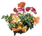 Heuchera en begonia's in een plantenbak op een witte achtergrond van ManfredFotos thumbnail