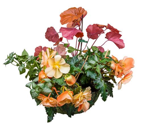 Heuchera en begonia's in een plantenbak op een witte achtergrond