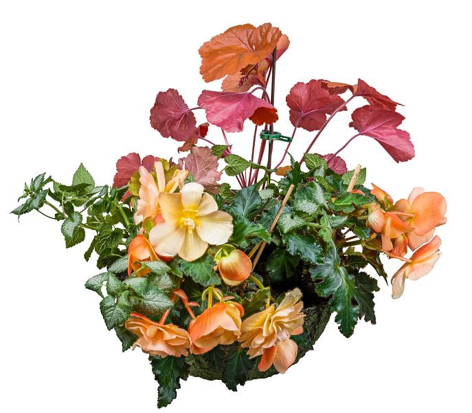 Heuchera en begonia's in een plantenbak op een witte achtergrond van ManfredFotos