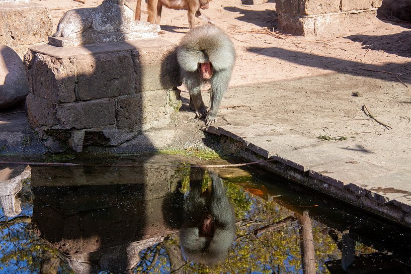 Un babouin regarde son reflet dans l'eau par Marco Theunissen