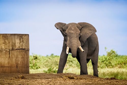 Der stille Wächter von FotovandeGraaff Wildlife fotografie Afrika